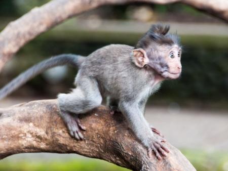 Baby monkey perched on a branch