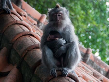 Mother and baby monkey sitting on a roof
