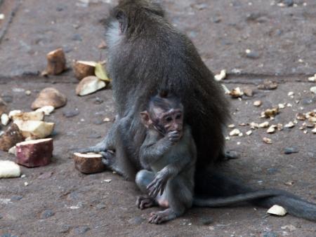 A baby monkey eating