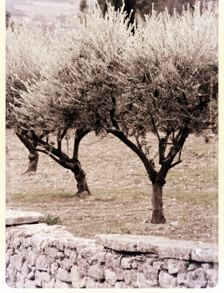 olive trees in france