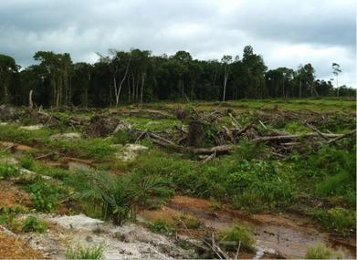 Why Biodiversity is Good for your Health