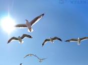 Myanmar Seagulls Action