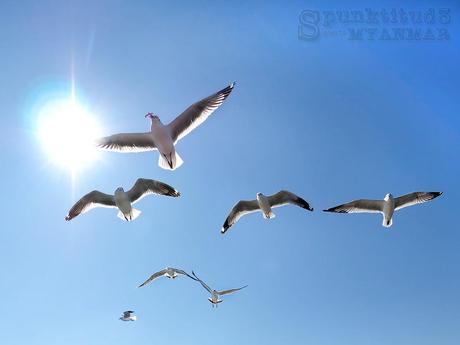 Seagulls in Action
