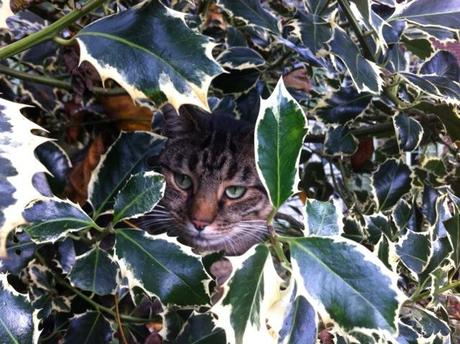 a cat hiding in a holly tree