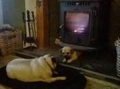 Dog, We're Plastered ......