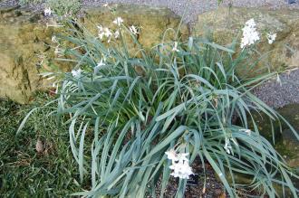 Narcissus papyraceus (30/11/14, Kew Gardens, London)