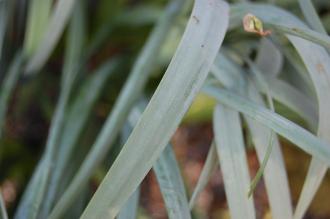 Narcissus papyraceus Leaf (30/11/14, Kew Gardens, London)