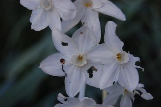 Narcissus papyraceus Flower (30/11/14, Kew Gardens, London)
