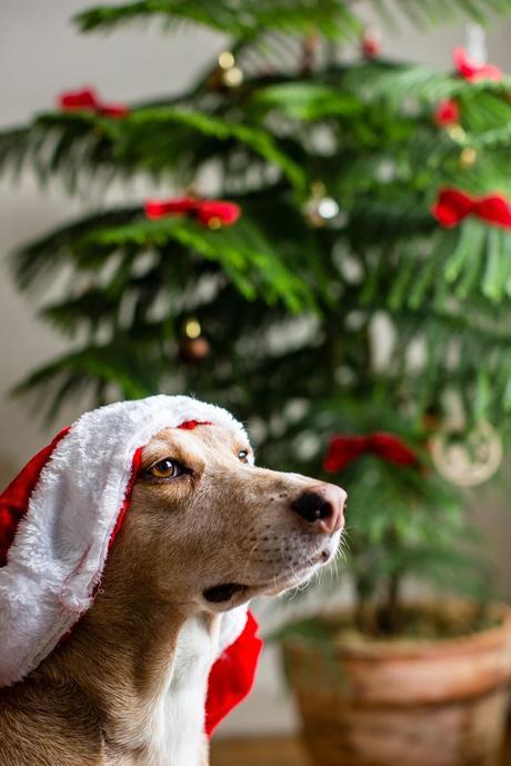 7 DIY Christmas dog treat recipes