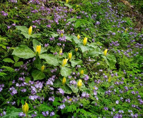 Spring in the Smokies