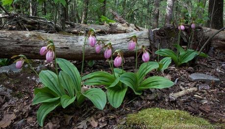 Spring in the Smokies Pink Lady's Slipper