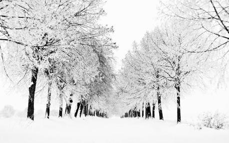 http://www.wallmu.com/wallpaperstock/winter-snow-tree-alley-nature.jpg