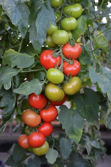 truss of blight free tomatoes