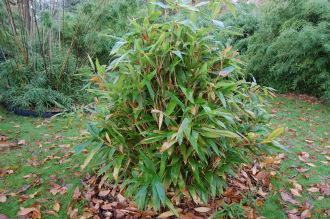 Indocalamus latifolius (30/11/14, Kew Gardens, London)