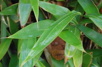 Indocalamus latifolius Leaf (30/11/14, Kew Gardens, London)