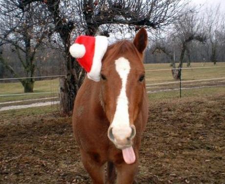 Top 10 Pictures of Christmas Horses