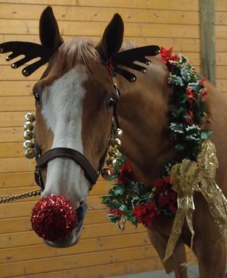 Top 10 Pictures of Christmas Horses