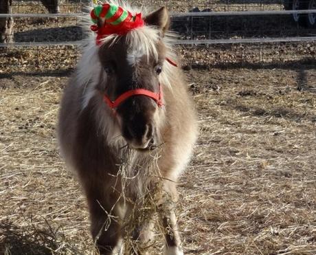 Top 10 Pictures of Christmas Horses