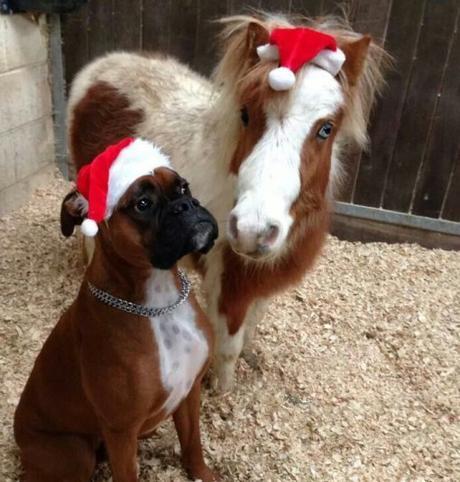 Top 10 Pictures of Christmas Horses