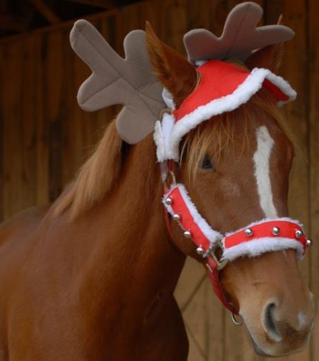 Top 10 Pictures of Christmas Horses