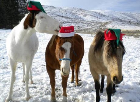 Top 10 Pictures of Christmas Horses