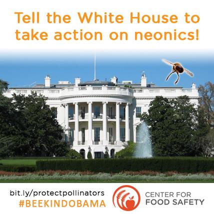 Tell the President to #BeeKindObama and suspend bee-toxic neonics!