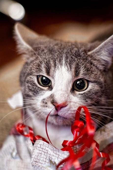 Holiday hazards: 6 tips to keep cats and dogs safe around the Christmas tree