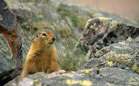 Squirrels and beavers contributing to global warming more than previously thought