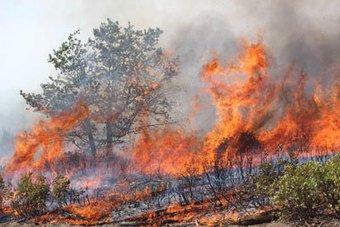 Even in restored forests, extreme weather strongly influences wildfire’s impacts