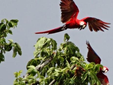 Scarlet Macaws Flying By Blue Osa in Costa Rica