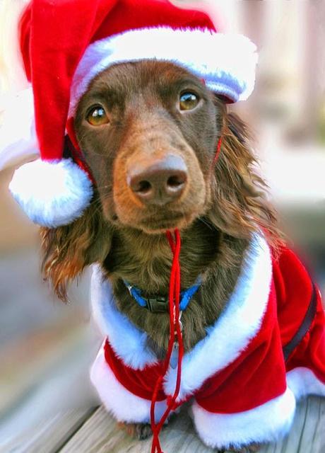 Photos: Dogs wearing Santa Claus hats celebrate Christmas