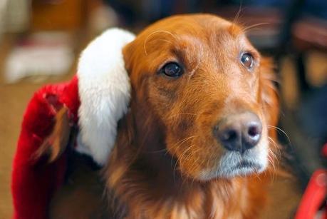 Photos: Dogs wearing Santa Claus hats celebrate Christmas