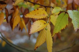 Zelkova schneideriana Leaf (30/11/14, Kew Gardens, London)