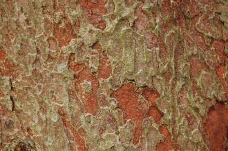 Zelkova schneideriana Bark (30/11/14, Kew Gardens, London)