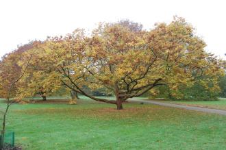 Zelkova schneideriana (30/11/14, Kew Gardens, London)