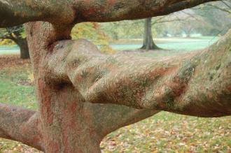 Zelkova schneideriana Branch (30/11/14, Kew Gardens, London)