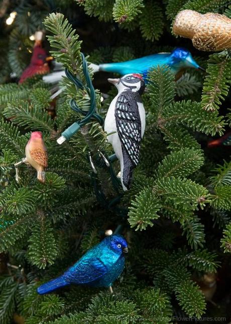 Birds on the Kitchen Garden Tree at Longwood Gardens © 2014 Patty Hankins