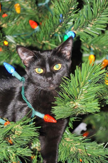 Photos: The mischievous pets that spoiled Christmas