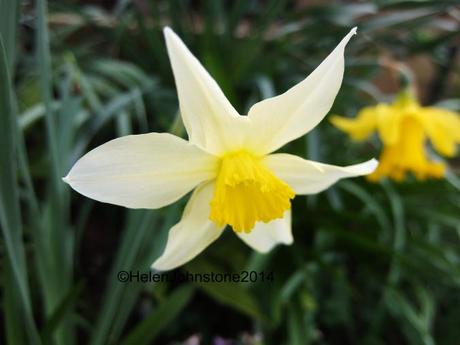 Narcissus ‘Sophies Choice