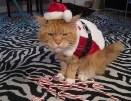 Top 10 Cats Who Hate Christmas