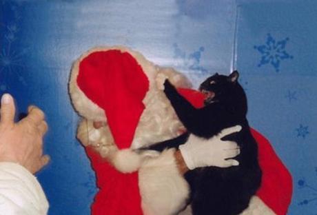 Top 10 Cats Who Hate Christmas