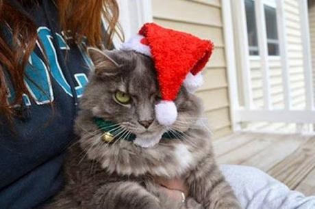 Top 10 Cats Who Hate Christmas