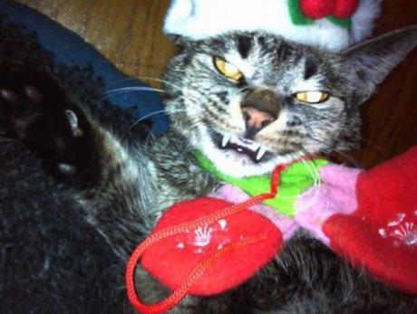 Top 10 Cats Who Hate Christmas