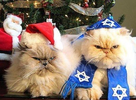 Top 10 Cats Who Hate Christmas