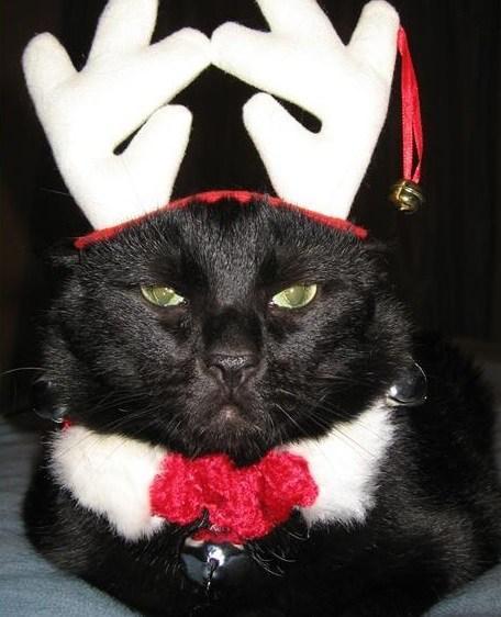 Top 10 Cats Who Hate Christmas