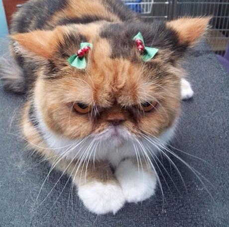 Top 10 Cats Who Hate Christmas