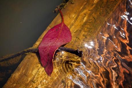 leaf in water coliban channel mandurang