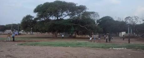 Cricket in Marina beach .... in The Hindu Downtown