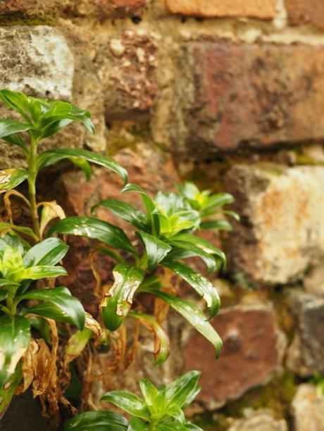 P6070086 トンバイ壁のある裏通り，有田　/　Tonbai walls everywhere in Arita