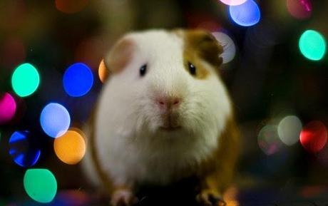 Photos: Small animal pets wishing you a Merry Christmas